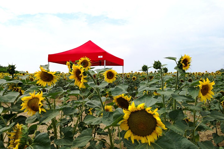 Utställningspaviljong 4,5m*3m