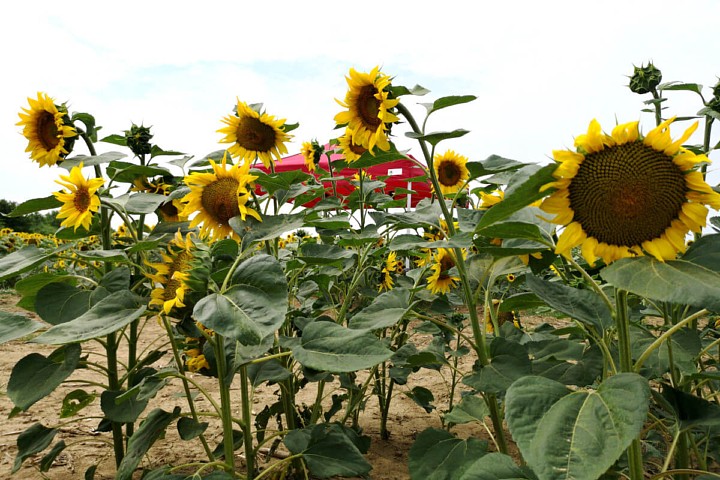 Reklam hopfällbart tält 4,5m*3m